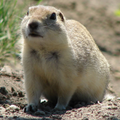 Gopher.png